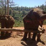 Eettinen iltapäivä elefanttien kanssa – Loolu Tour arvostelu